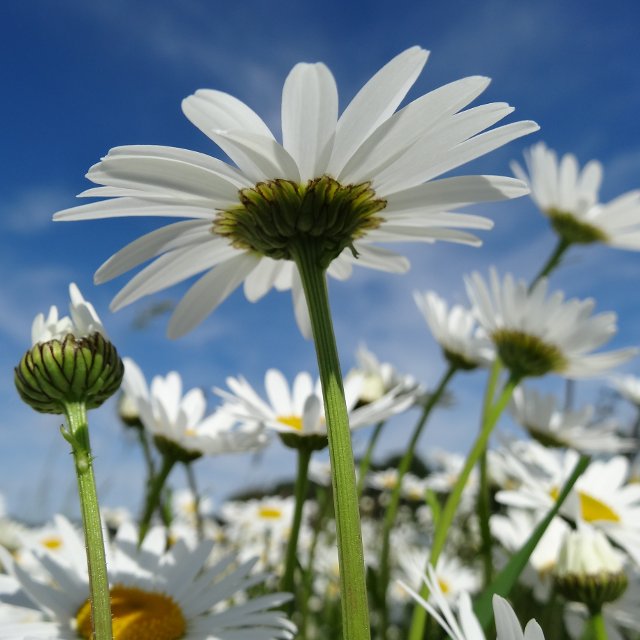 Birth Month Flowers - April - Daisy