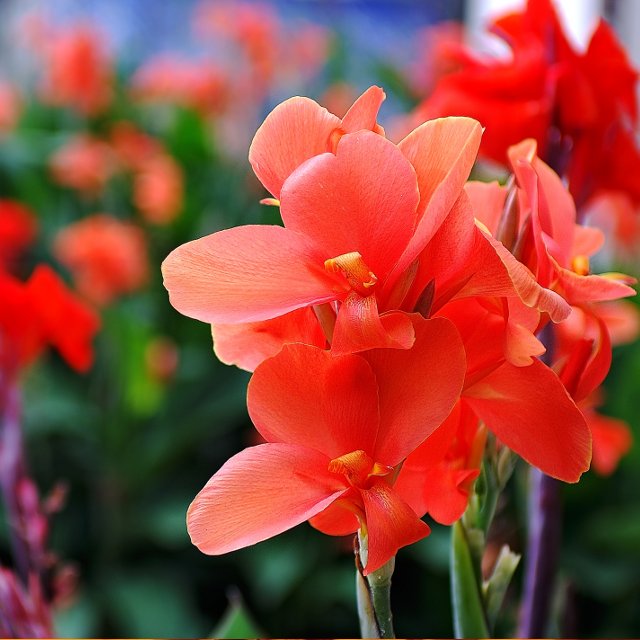 Birth Month Flowers - August - Gladiolus