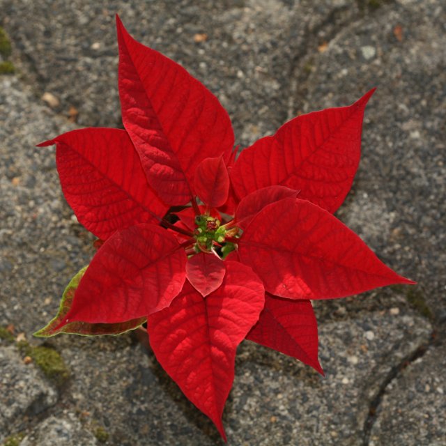 Birth Month Flowers - December - Poinsettia