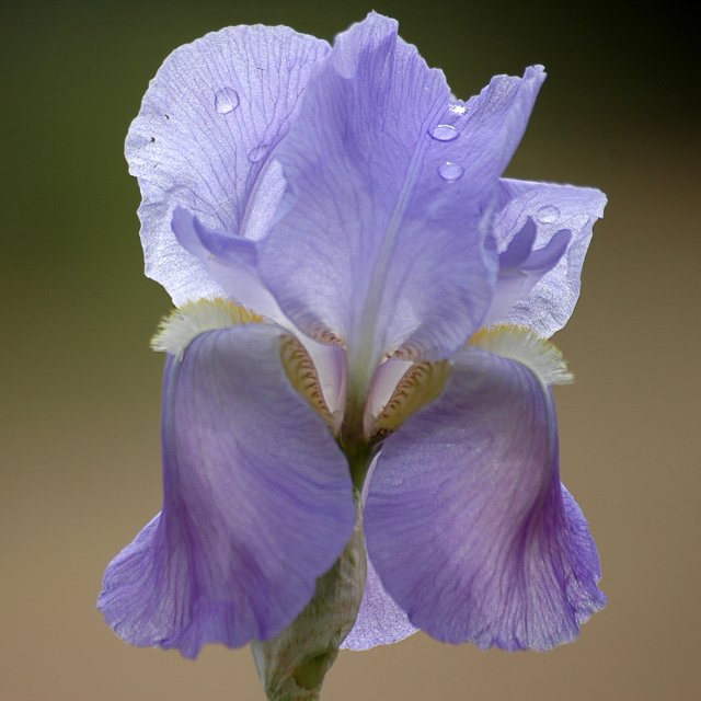 Birth Month Flowers - February - Iris