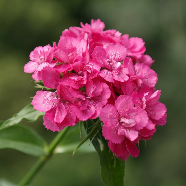 Birth Month Flowers - January - Carnation