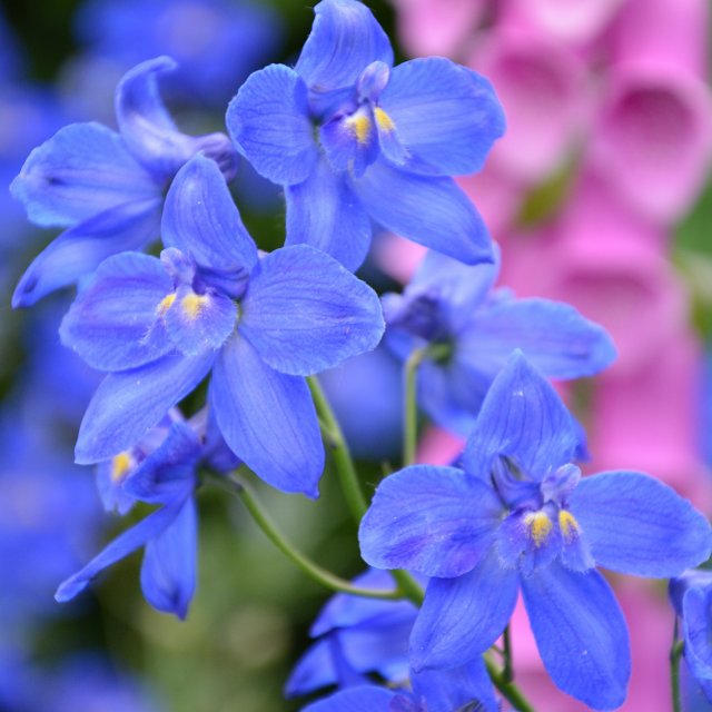 Birth Month Flowers - July - Larkspur
