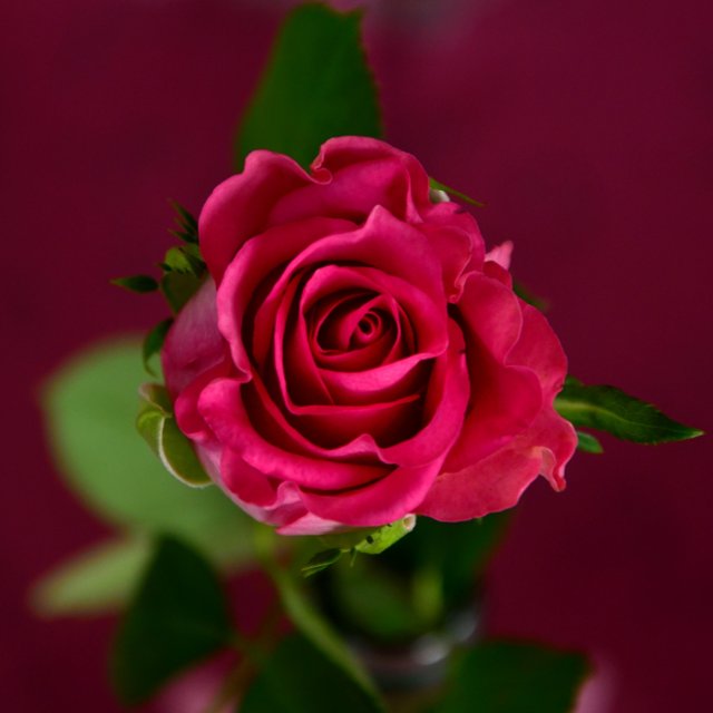 Birth Month Flowers - June - Rose