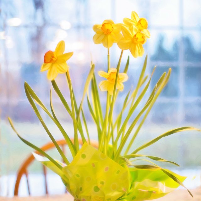 Birth Month Flowers - March - Daffodil