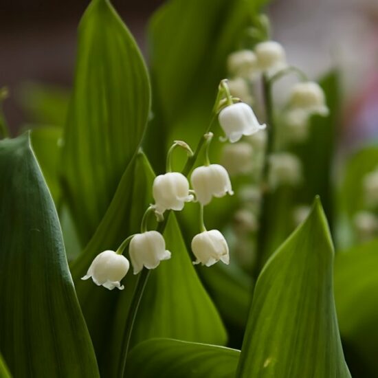 Birth Month Flowers and Their Meanings - Strawberry and Hearts