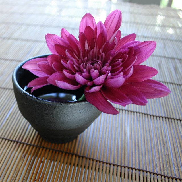 Birth Month Flowers - November - Chrysanthemum