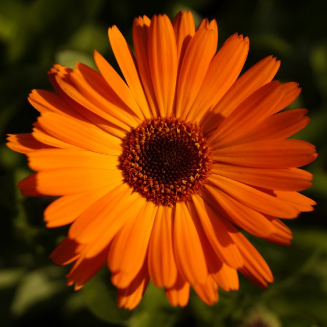 Birth Month Flowers - October - Marigold