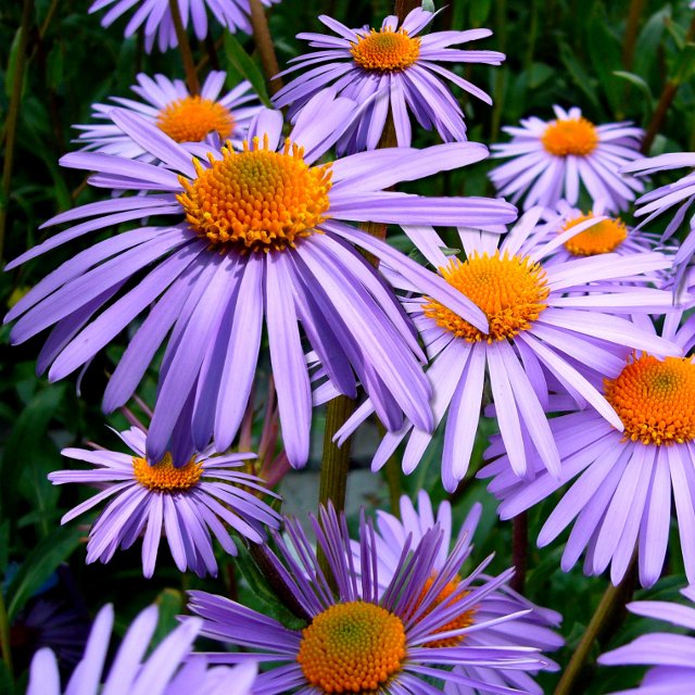 Birth Month Flowers - September - Aster