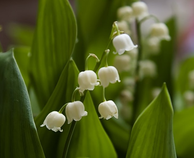 Birth Month Flowers And Their Meanings - Strawberry And Hearts