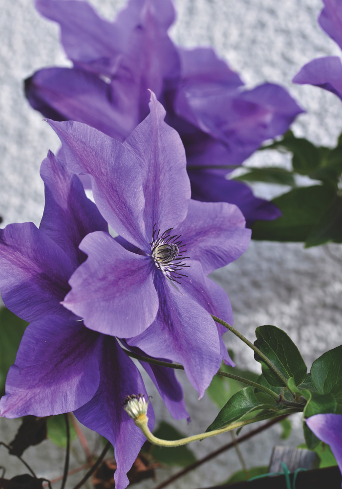 Wedding Flowers and Their Meanings - Clematis