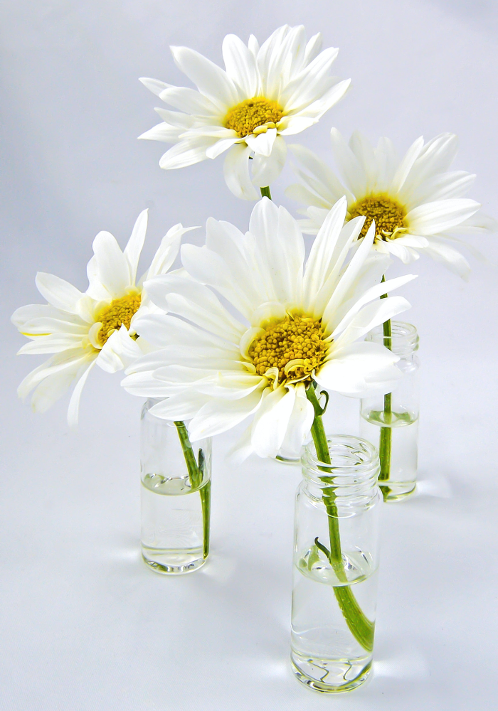 Wedding Flowers and Their Meanings - Daisies