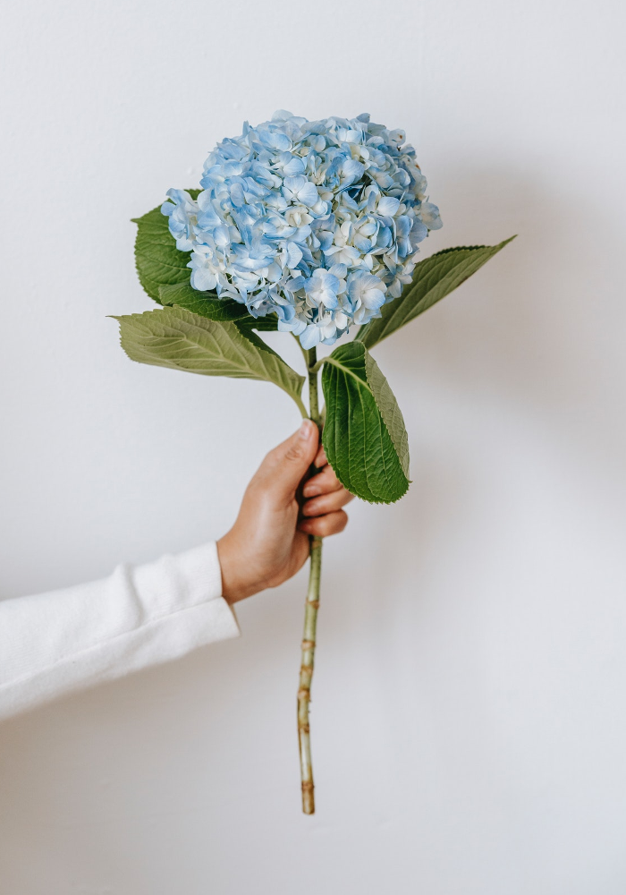Wedding Flowers and Their Meanings - Hydrangeas