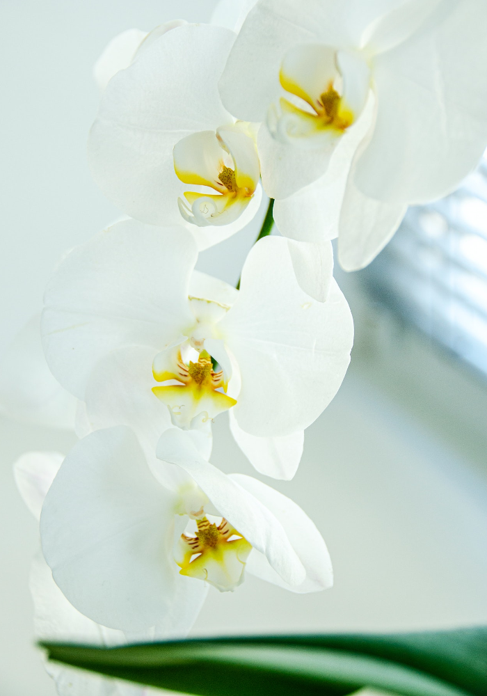 Wedding Flowers and Their Meanings - Orchids